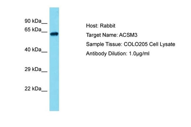 ACSM4 Antibody in Western Blot (WB)