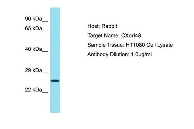 CXorf48 Antibody in Western Blot (WB)