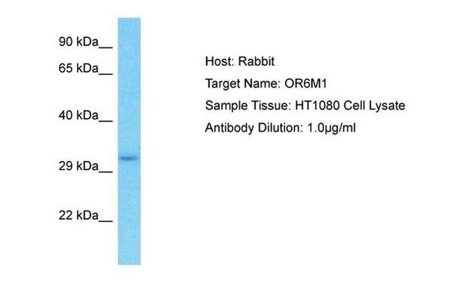 OR6M1 Antibody in Western Blot (WB)