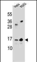 TAF11L2 Antibody in Western Blot (WB)