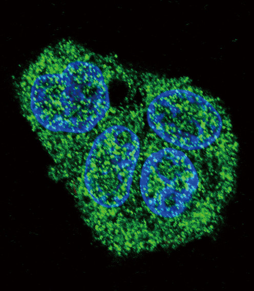 SFTPC Antibody in Immunocytochemistry (ICC/IF)