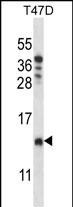 COA4 Antibody in Western Blot (WB)