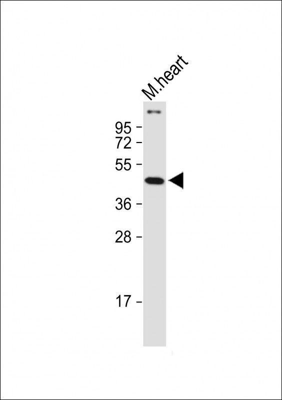 SOX17 Antibody in Western Blot (WB)