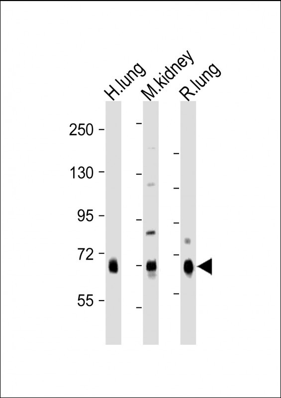 DLL4 Antibody in Western Blot (WB)