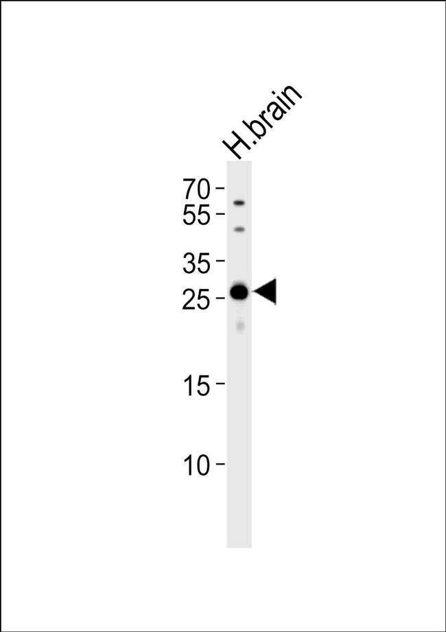 MOG Antibody in Western Blot (WB)