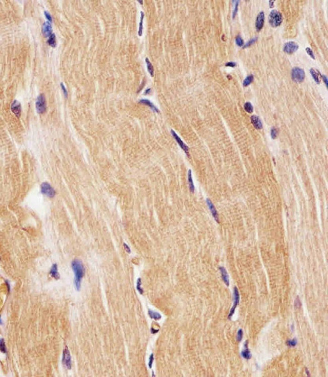 PRODH Antibody in Immunohistochemistry (Paraffin) (IHC (P))