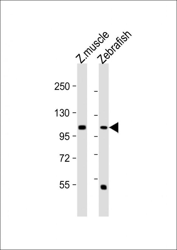 HEG Antibody in Western Blot (WB)