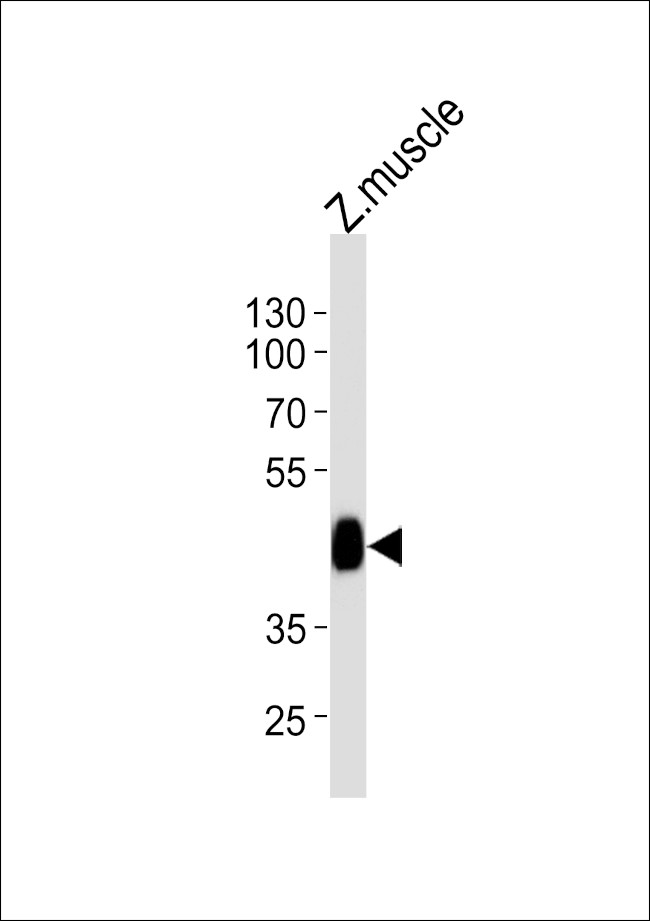 LDB1A Antibody in Western Blot (WB)