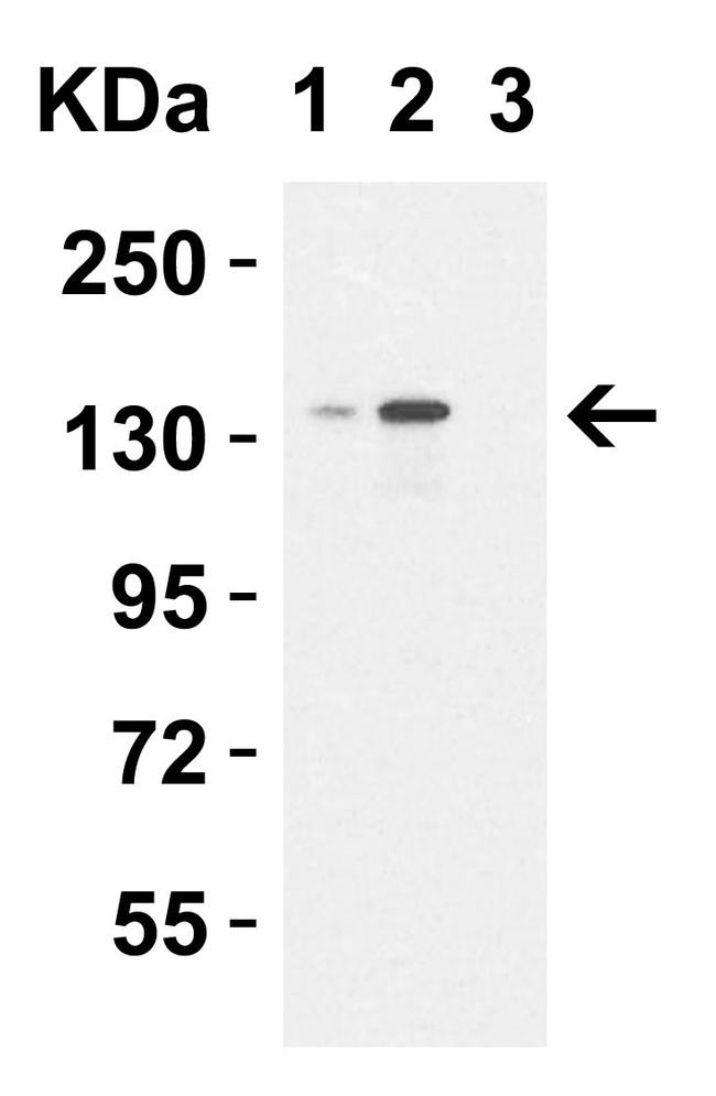 JMJD3 Antibody in Western Blot (WB)