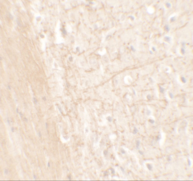 ARTS1 Antibody in Immunohistochemistry (Paraffin) (IHC (P))