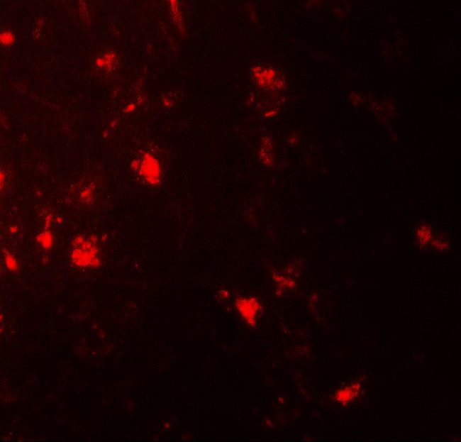 IL1F6 Antibody in Immunohistochemistry (Paraffin) (IHC (P))