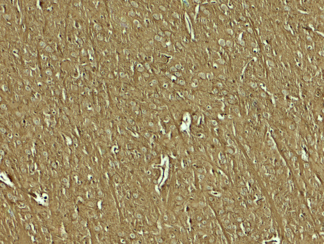 NAP1L5 Antibody in Immunohistochemistry (Paraffin) (IHC (P))