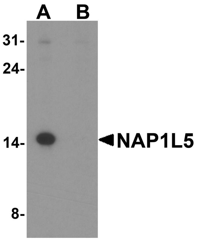 NAP1L5 Antibody in Western Blot (WB)