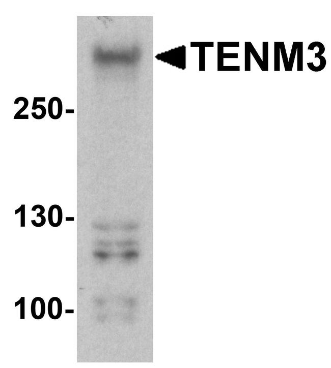 TENM3 Antibody in Western Blot (WB)