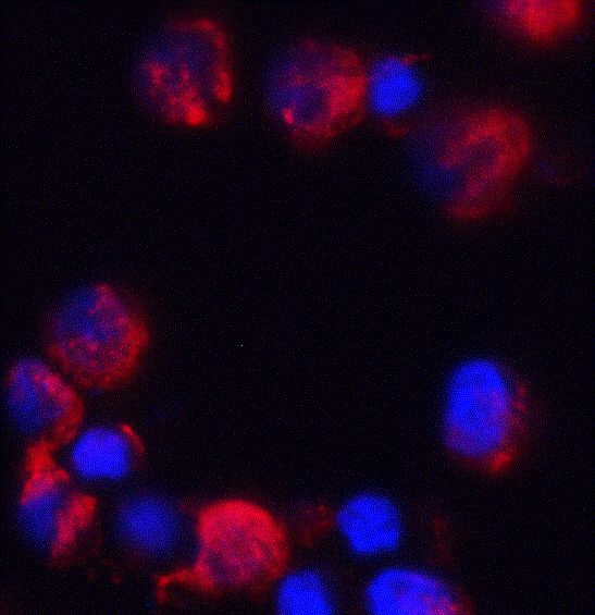 C18orf42 Antibody in Immunocytochemistry (ICC/IF)