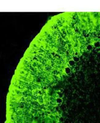 GLAST Antibody in Immunohistochemistry (Paraffin) (IHC (P))