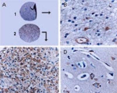 BFAR Antibody in Immunohistochemistry (Paraffin) (IHC (P))