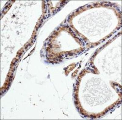 PDE9A Antibody in Immunohistochemistry (Paraffin) (IHC (P))