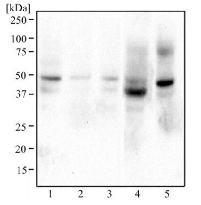 BHLHE41 Antibody in Western Blot (WB)