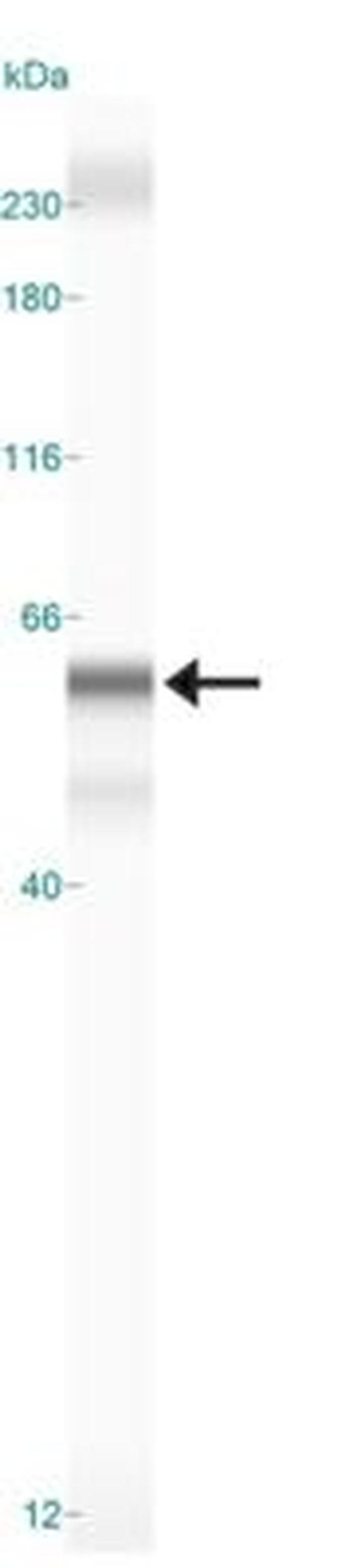 BHLHE41 Antibody in Western Blot (WB)