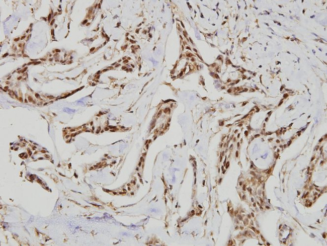 GUCY1B3 Antibody in Immunohistochemistry (Paraffin) (IHC (P))