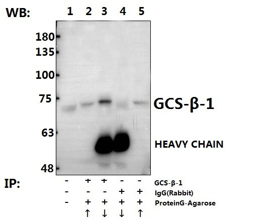 GUCY1B3 Antibody in Immunoprecipitation (IP)