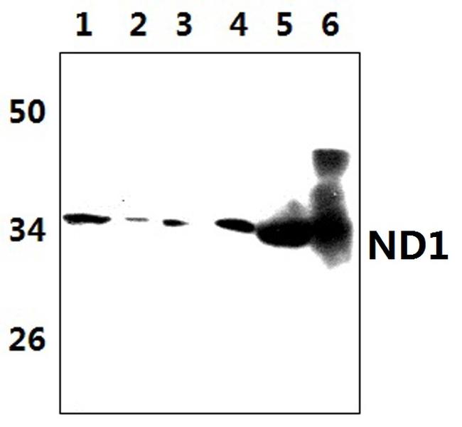 MT-ND1 Antibody in Western Blot (WB)