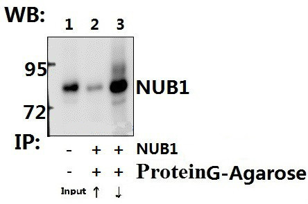 NYREN18 Antibody in Immunoprecipitation (IP)