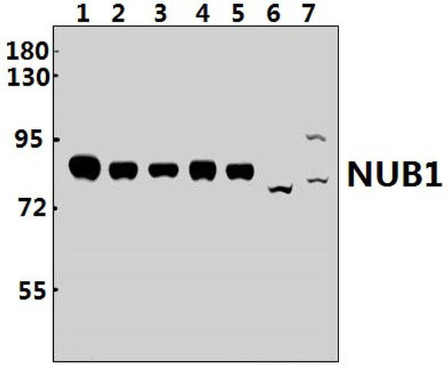 NYREN18 Antibody in Western Blot (WB)