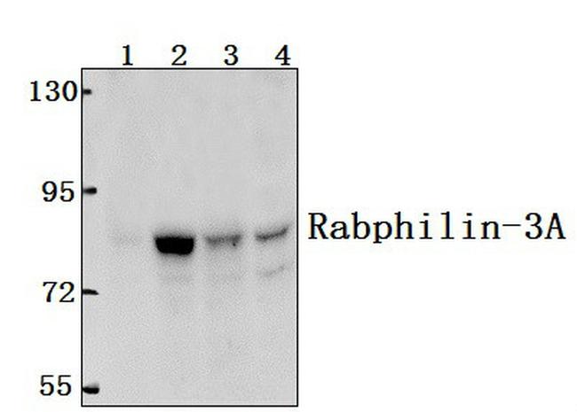 RPH3A Antibody in Western Blot (WB)