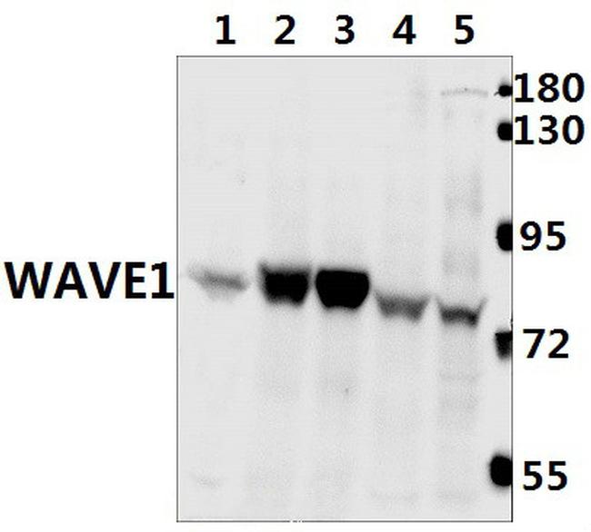 WAVE1 Antibody in Western Blot (WB)