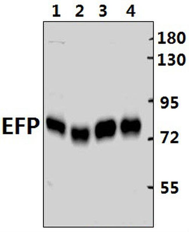 TRIM25 Antibody in Western Blot (WB)