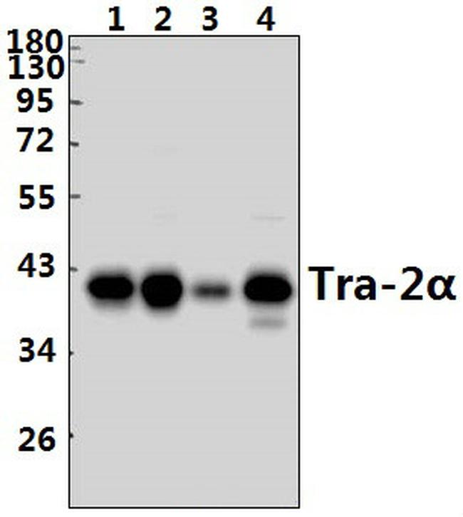 TRA2A Antibody in Western Blot (WB)