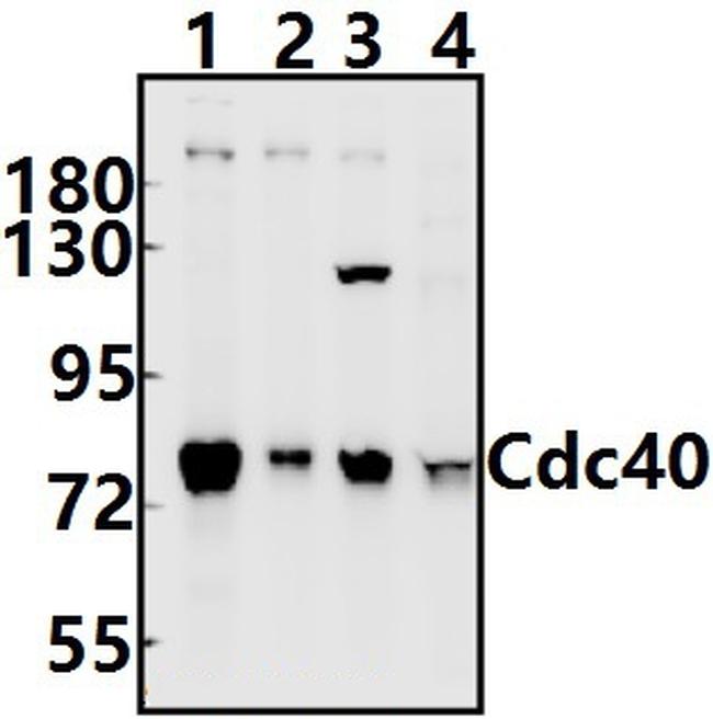 Cdc40 Antibody in Western Blot (WB)
