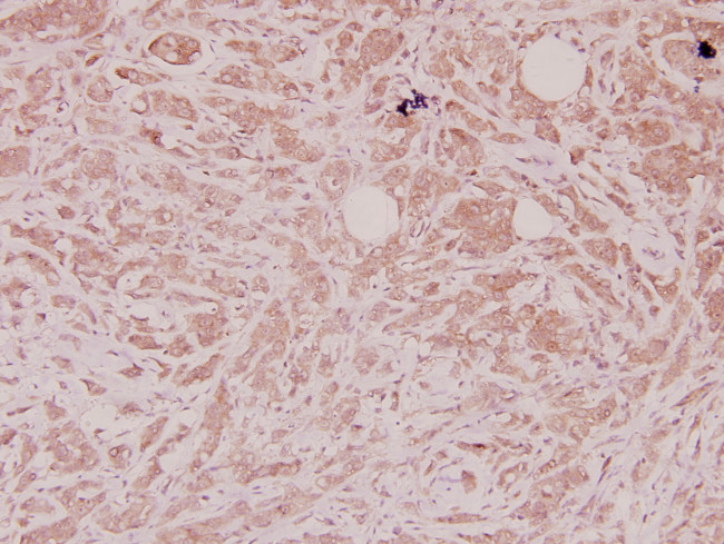 DEFA1 Antibody in Immunohistochemistry (Paraffin) (IHC (P))