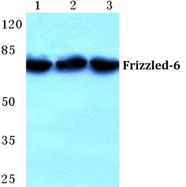FZD6 Antibody in Western Blot (WB)
