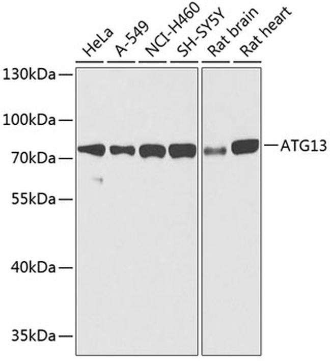 ATG13 Antibody in Western Blot (WB)