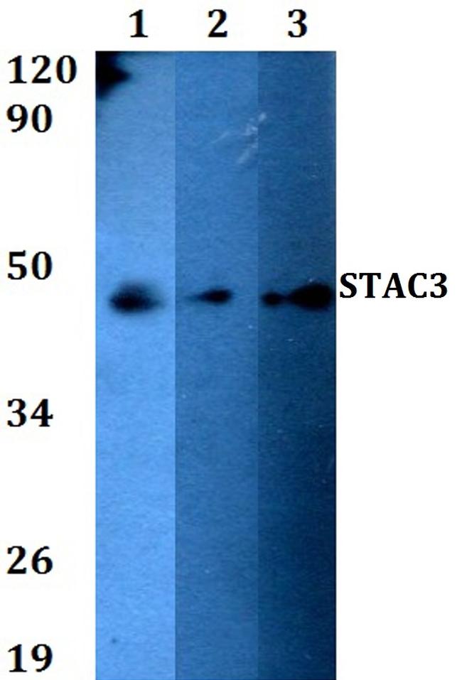 STAC3 Antibody in Western Blot (WB)