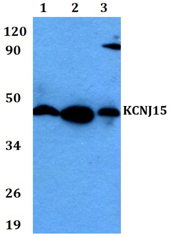 Kir4.2 (KCNJ15) Antibody in Western Blot (WB)