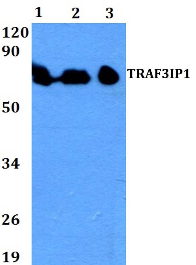 TRAF3IP1 Antibody in Western Blot (WB)