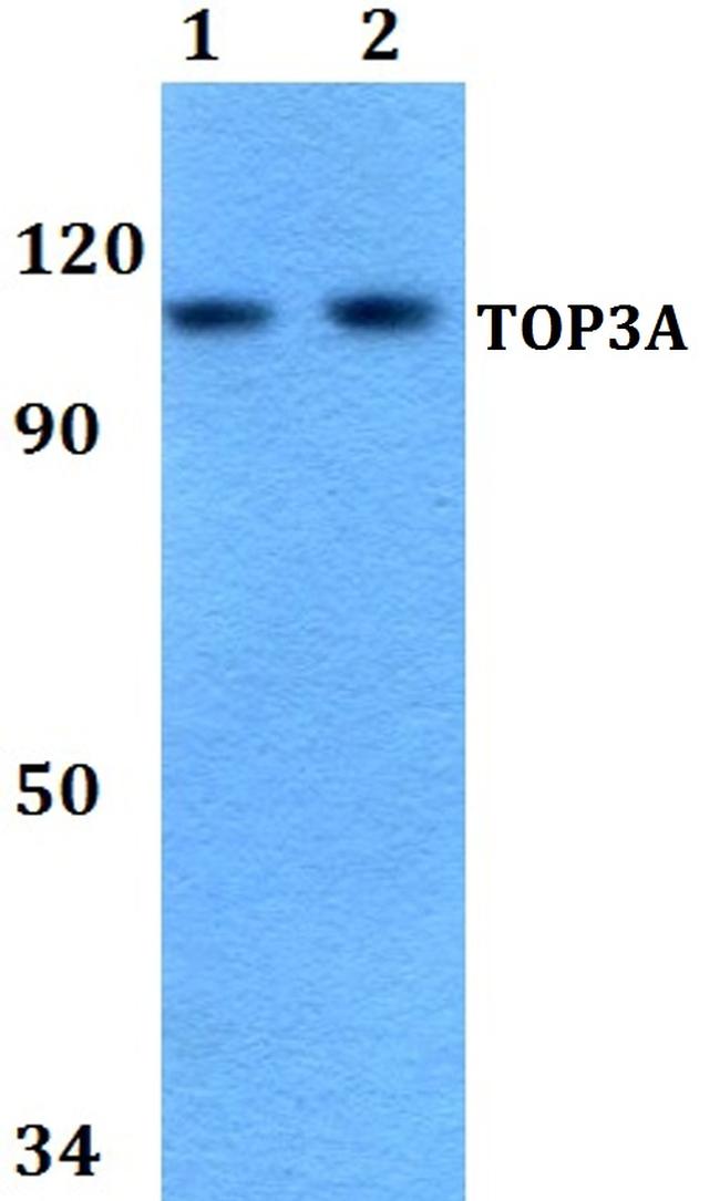 TOP3A Antibody in Western Blot (WB)