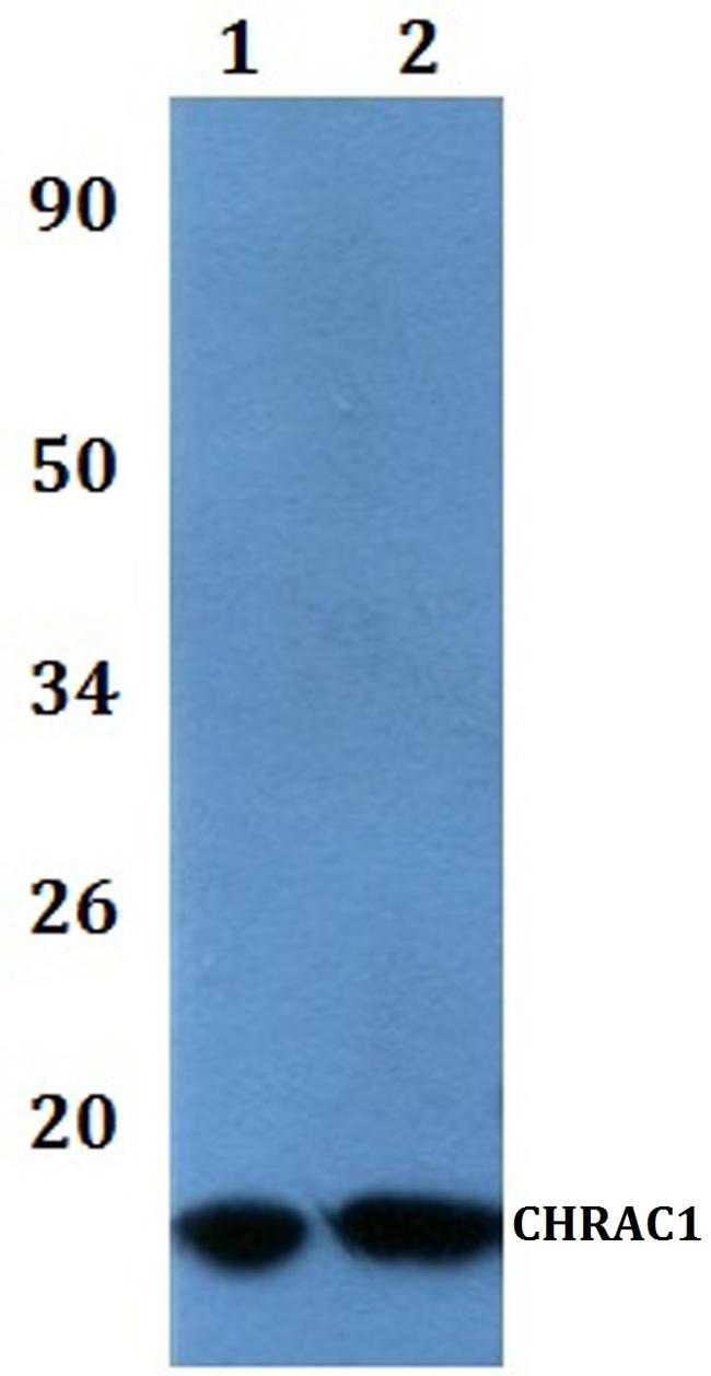 CHRAC1 Antibody in Western Blot (WB)