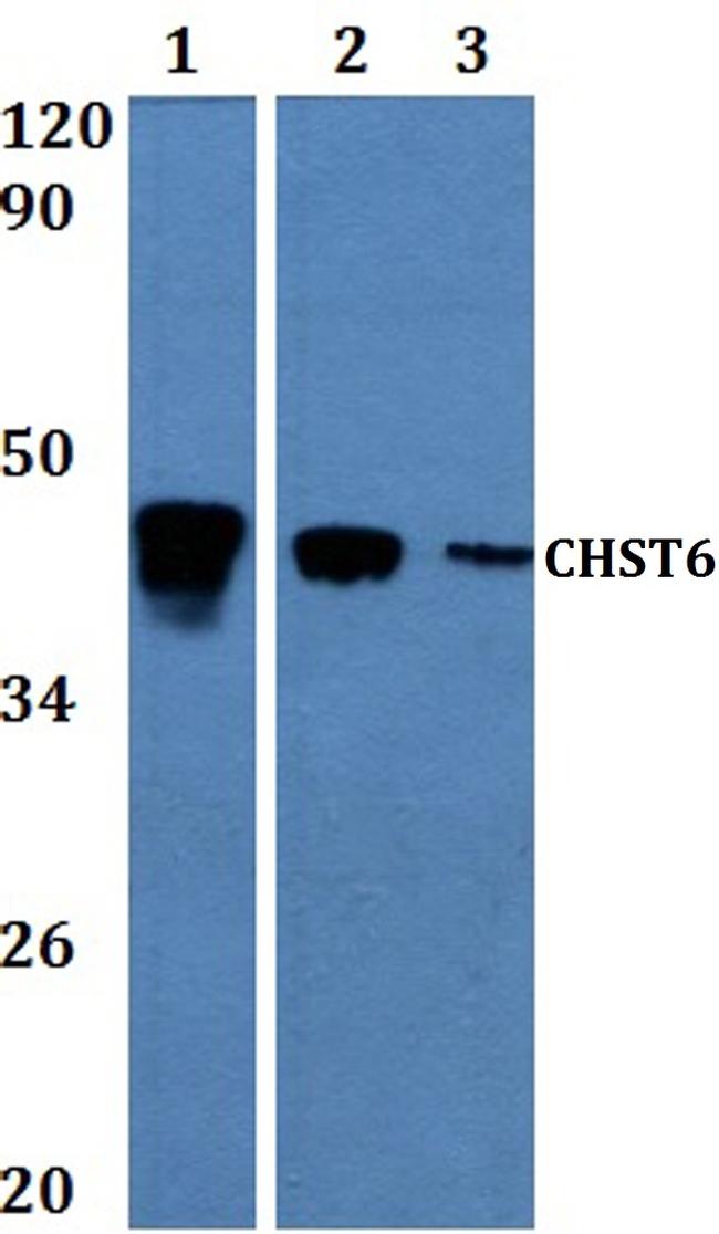 CHST6 Antibody in Western Blot (WB)