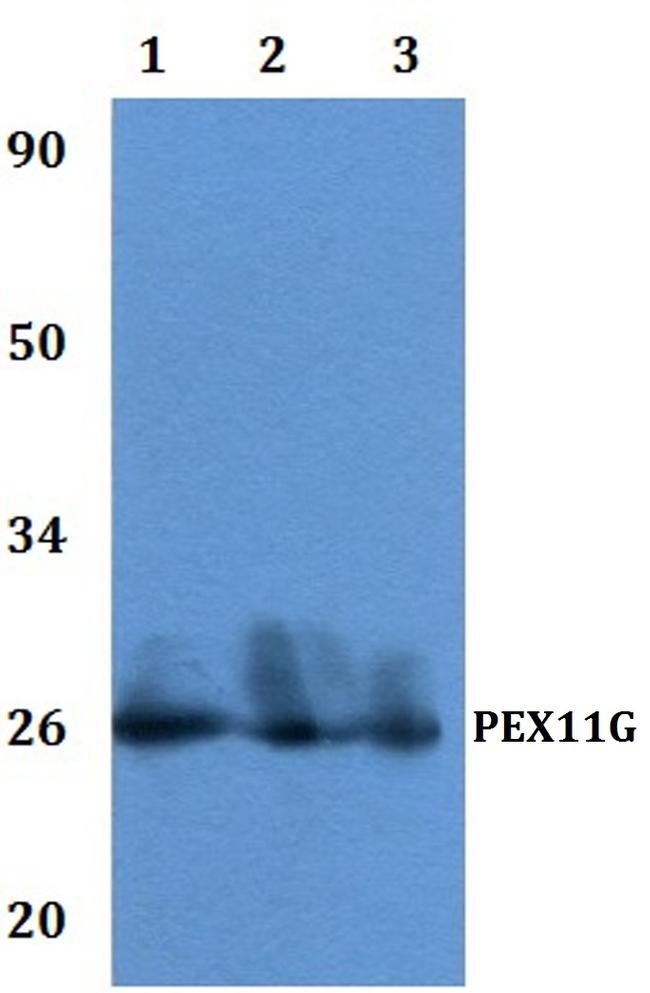 PEX11G Antibody in Western Blot (WB)