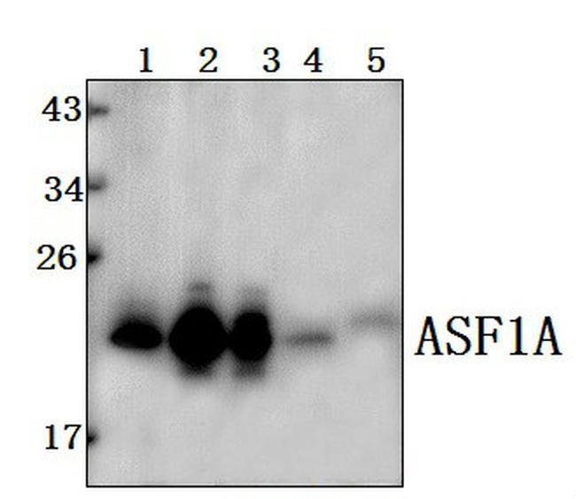 ASF1A Antibody in Western Blot (WB)