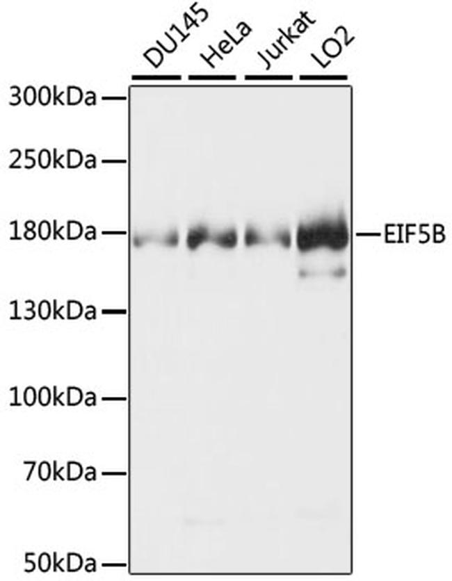 eIF5B Antibody in Western Blot (WB)
