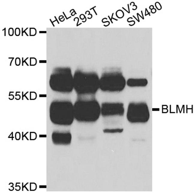 BLMH Antibody in Western Blot (WB)