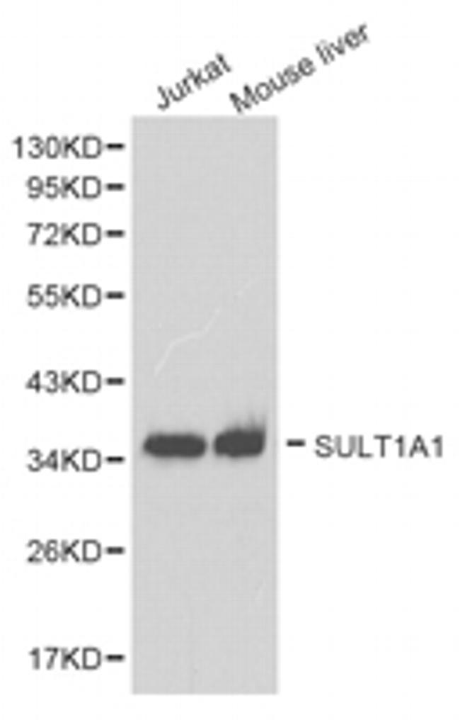 SULT1A1 Antibody in Western Blot (WB)