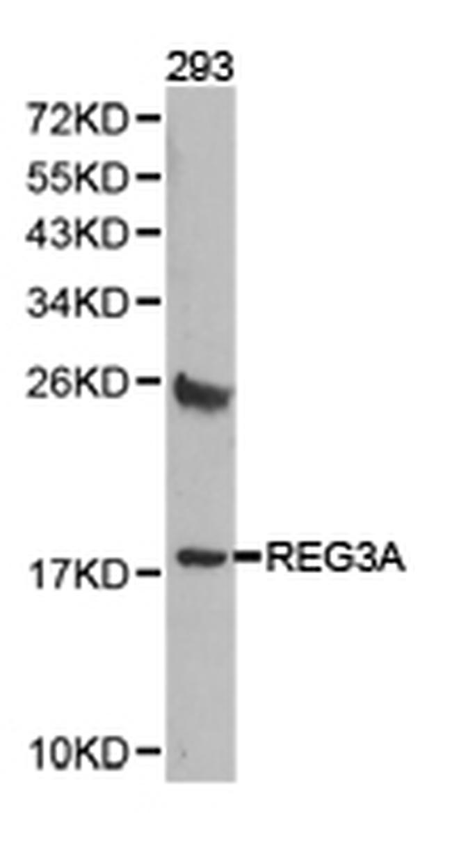 REG3A Antibody in Western Blot (WB)