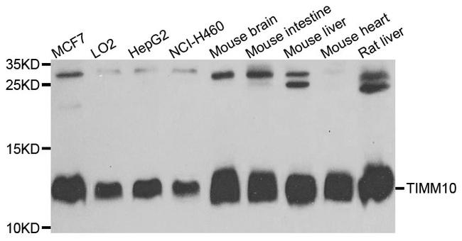 TIMM10 Antibody in Western Blot (WB)